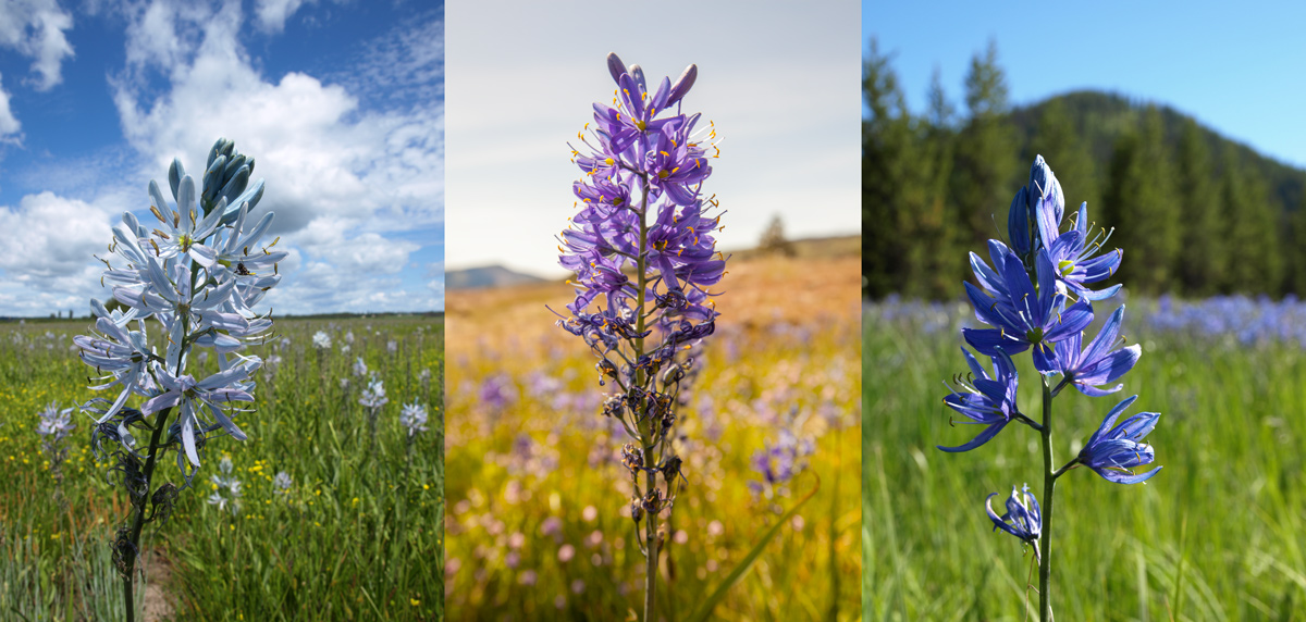 Three different camas blooms: light blue, purple, and dark blue